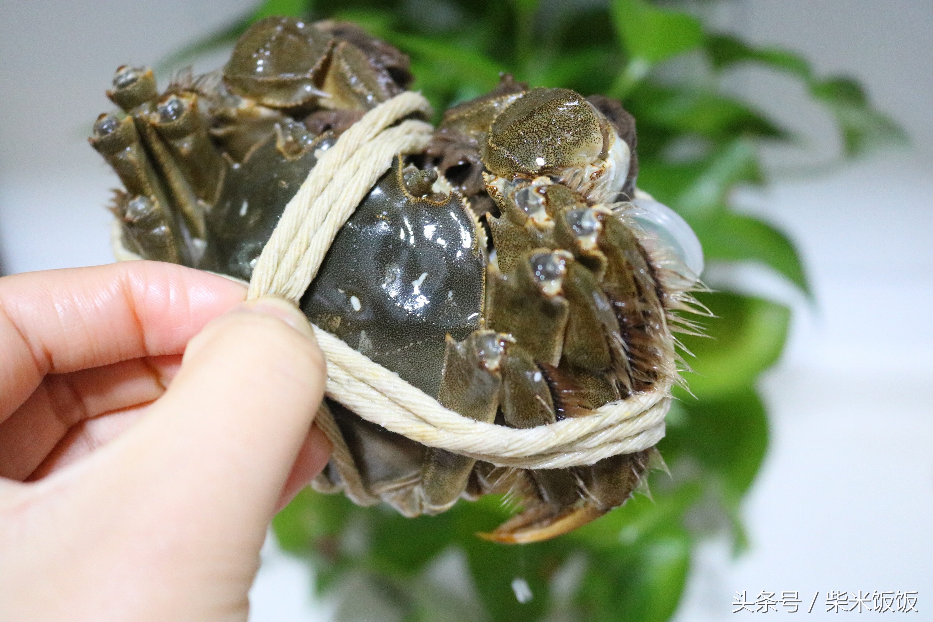 大闸蟹怎么清洗蒸才好吃,大闸蟹不洗可以直接蒸吗