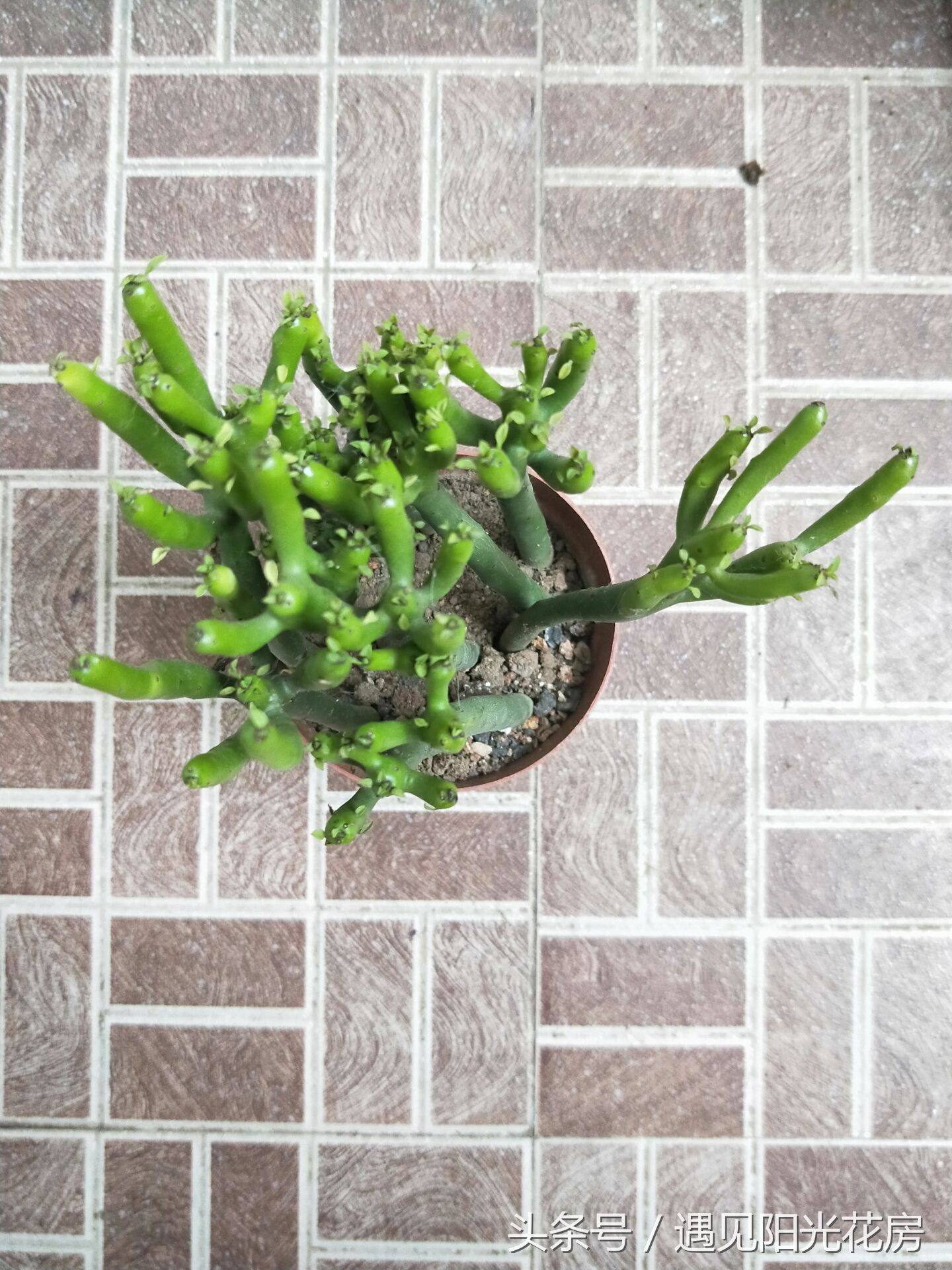 光棍树从根部枯萎发黑如何救,光棍树怎么栽才能活