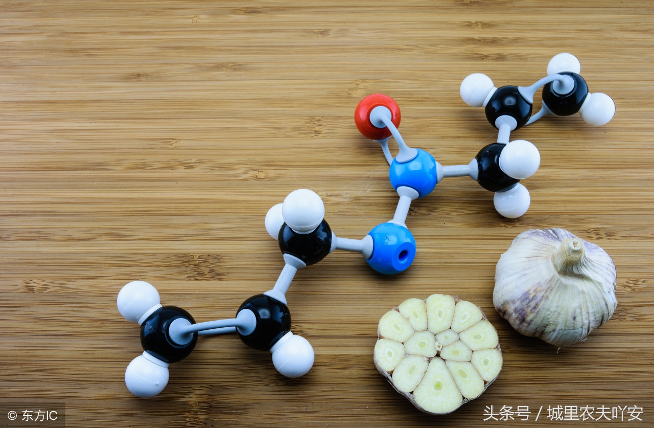 城里农夫酵素养鸡视频,土鸡养殖技术大蒜养鸡