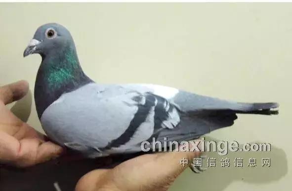 凸背鸽种鸽视频,凸背鸽价格表