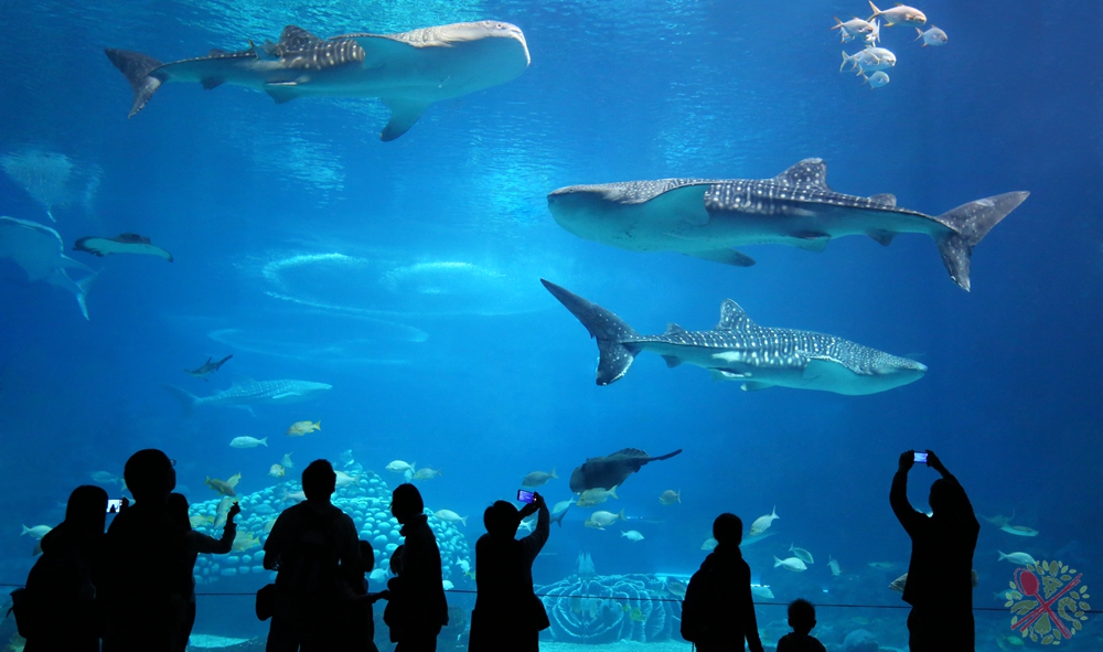 珠海长隆海洋王国企鹅三天两晚,珠海长隆海洋王国企鹅北极熊