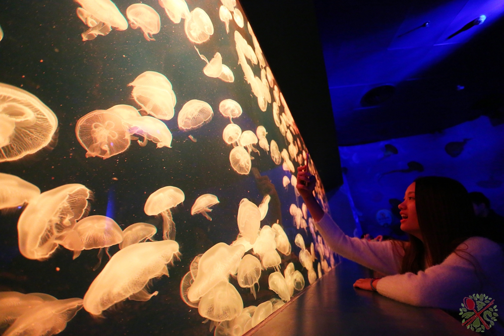 珠海长隆海洋王国企鹅三天两晚,珠海长隆海洋王国企鹅北极熊