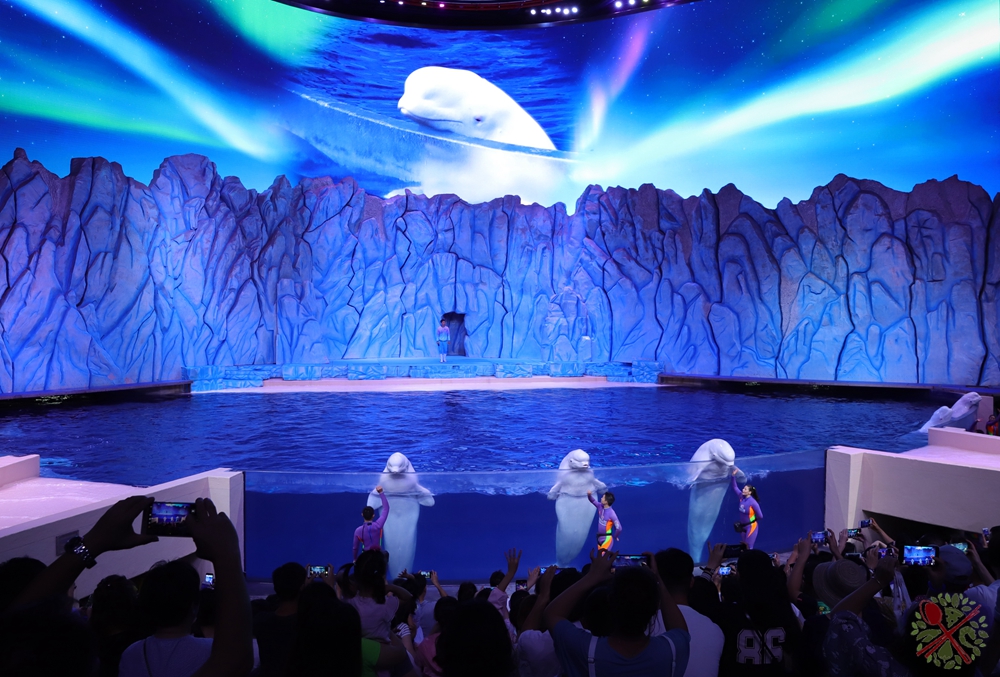 珠海长隆海洋王国企鹅三天两晚,珠海长隆海洋王国企鹅北极熊