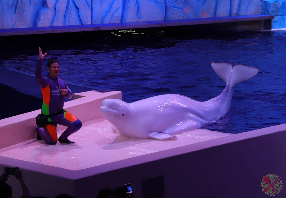 珠海长隆海洋王国企鹅三天两晚,珠海长隆海洋王国企鹅北极熊