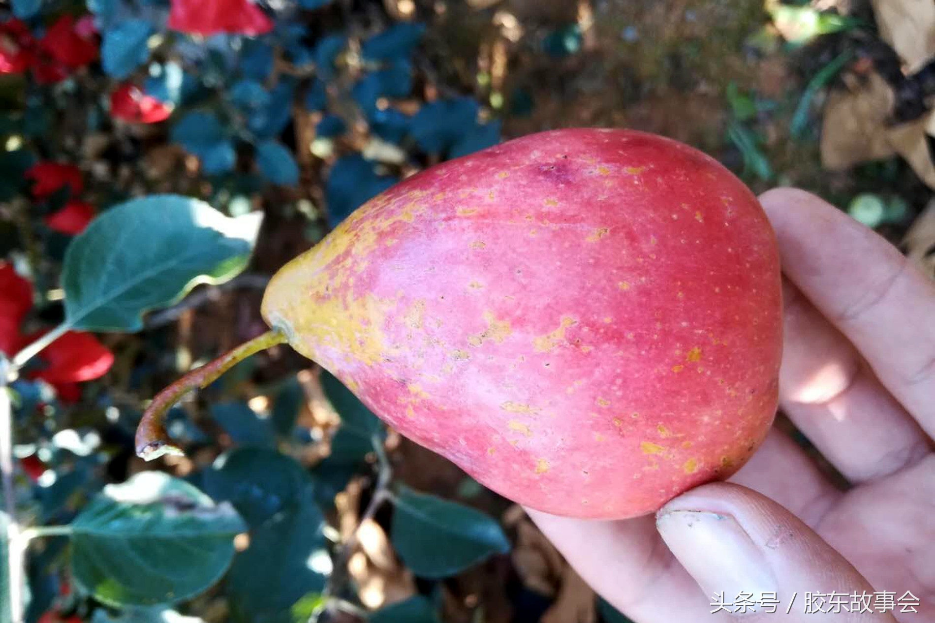 山东烟台海阳朱吴镇红富士苹果,山东海阳皇家牌红富士