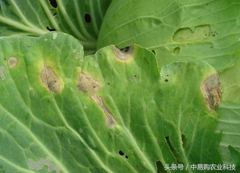 花椰菜常见病虫害及防治,花椰菜主要虫害防治技术