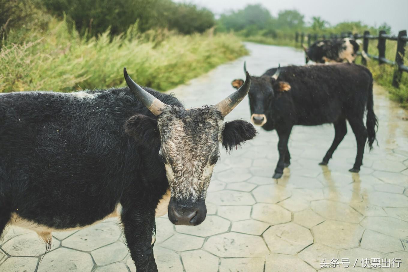 2020孟获城冶勒湖自驾攻略,孟获城冶勒湖自驾游攻略绵阳