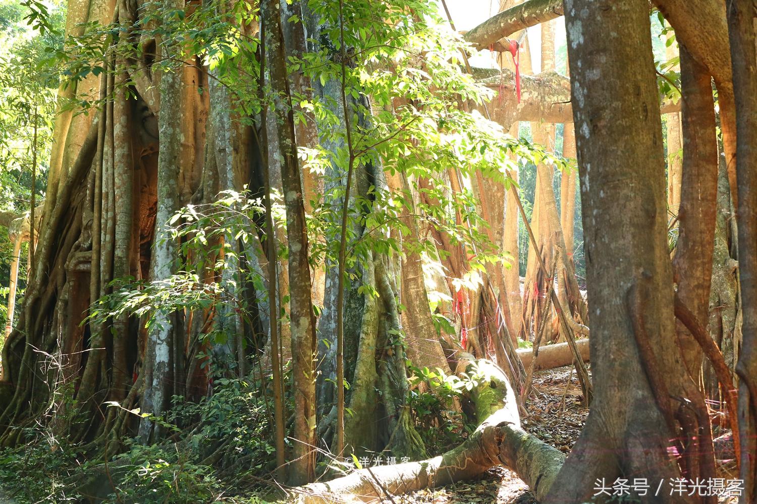 一棵树就覆盖一座国际标准足球场，这棵树是世界之最、华夏之王