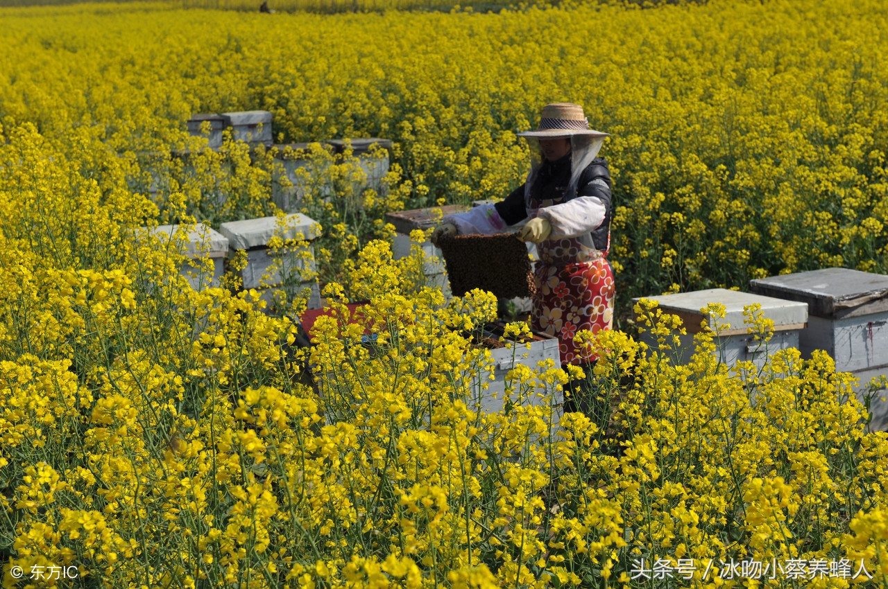 技不如人怎么做,养蜂技术和方法