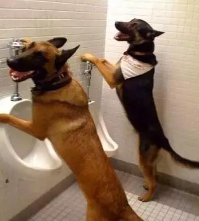 如何让狗狗用狗厕所大小便,怎么让狗狗学会用猫砂盆