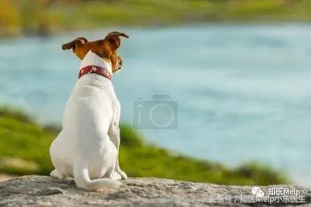 诺奖花落安德森,中国人如何到这家全美第一的肿瘤医院就诊?