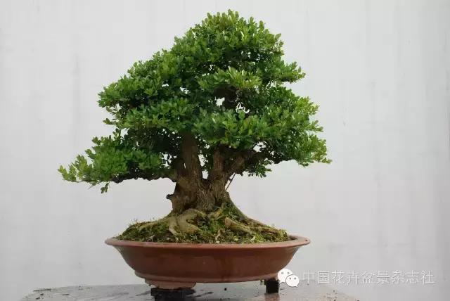 雀舌黄杨盆景的生长规律,黄杨树盆景的生长习性