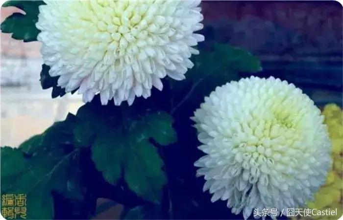 精美菊花100幅,100幅菊花国画简单