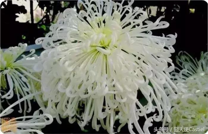 精美菊花100幅,100幅菊花国画简单