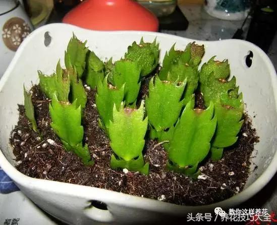 蟹爪兰长得好好的就断了怎么回事,蟹爪兰花蔫了怎么补救