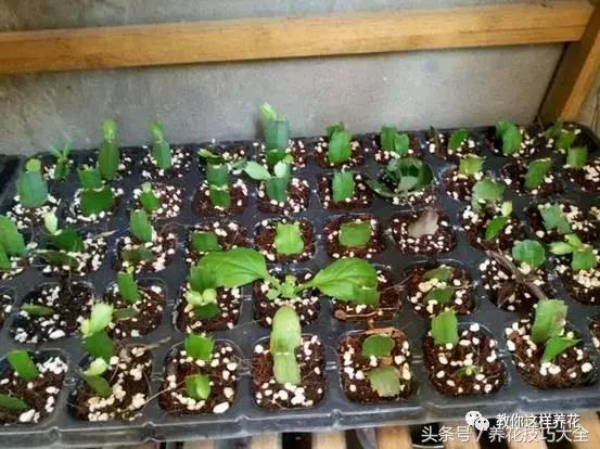 蟹爪兰长得好好的就断了怎么回事,蟹爪兰花蔫了怎么补救