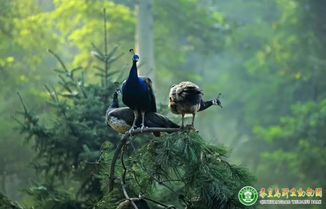 秦皇岛北戴河最值得玩5个地方,秦皇岛北戴河好玩的地方免费