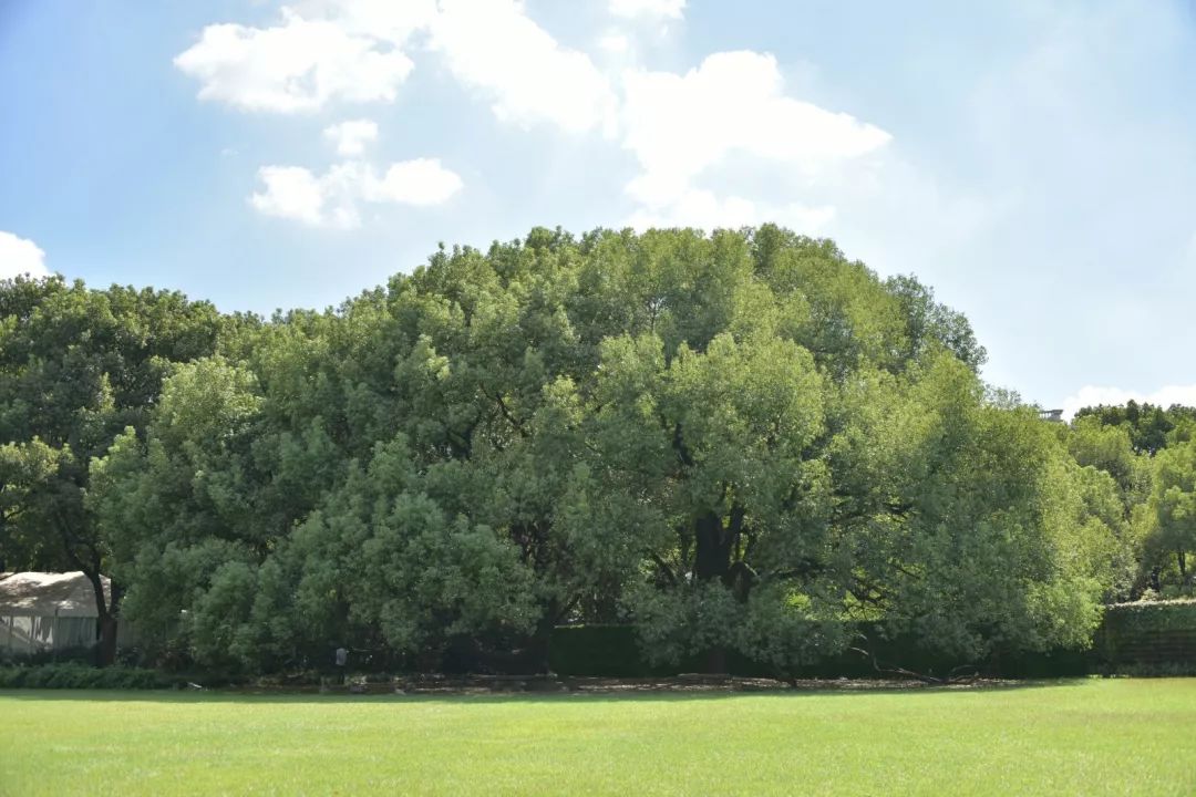 长宁三大国宾馆，背后竟有这样的故事……