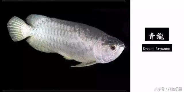龙鱼品种大全图解,龙鱼到底是什么品种的鱼