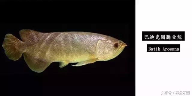 龙鱼的几个品种介绍图,各个品种的龙鱼图片