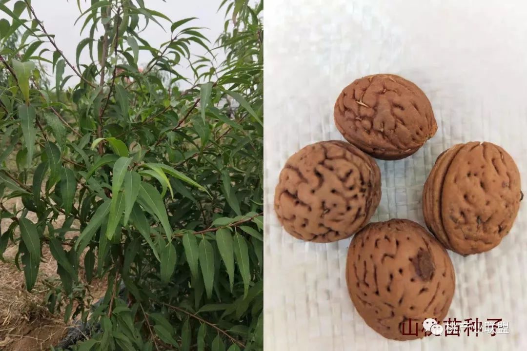 桃砧木选择,山桃砧木的优缺点