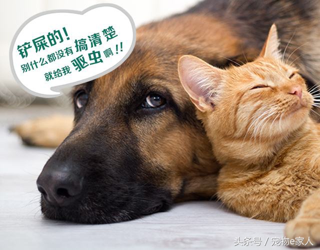 为什么给狗狗做体外驱虫,为什么给狗狗驱虫了还是频繁挠痒