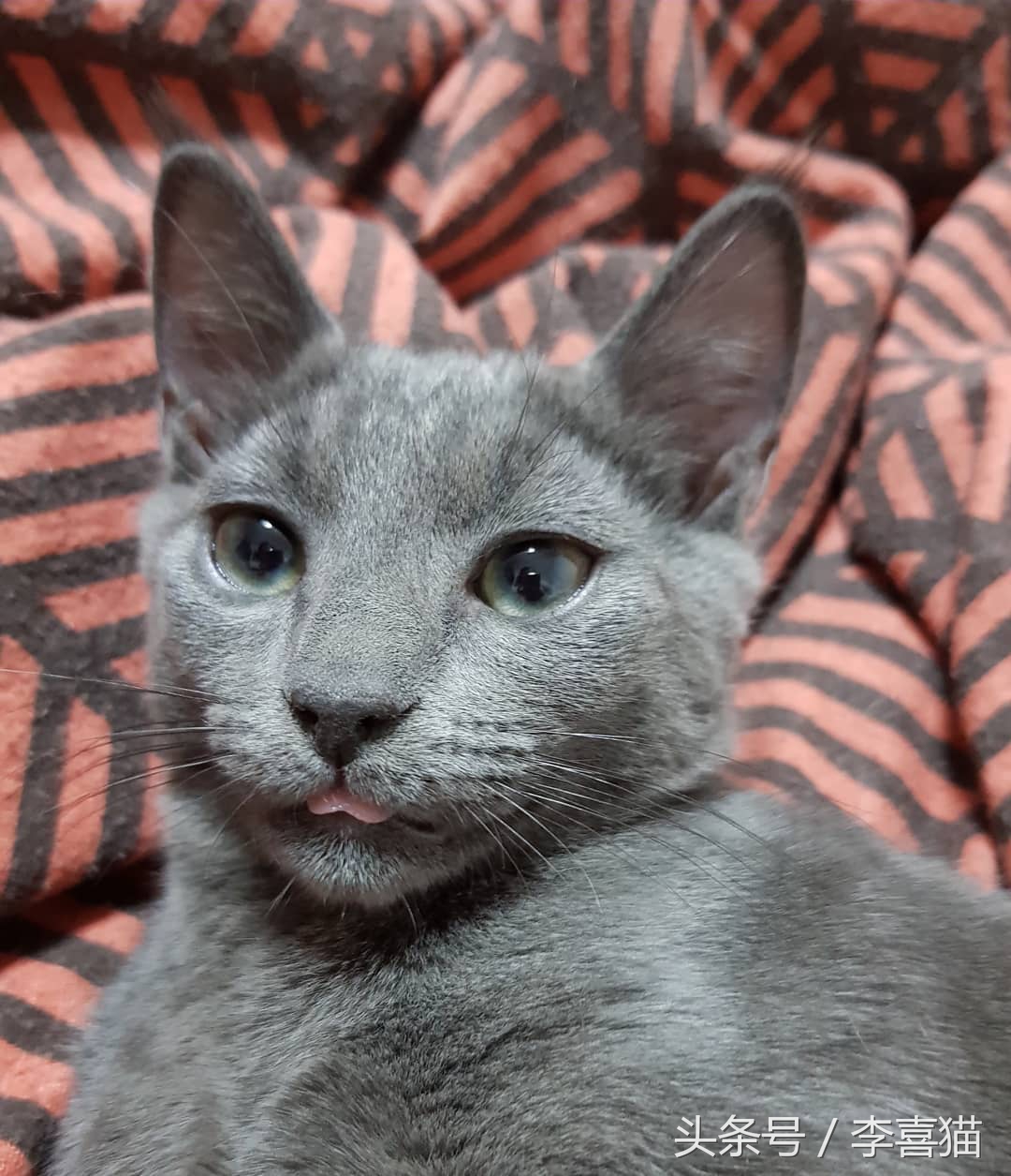 猫咪像狗一样吐舌头正常吗,猫咪怎么像狗一样吐舌头