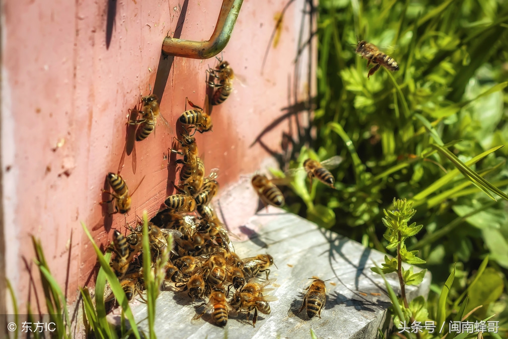 盗蜂的识别方法和技术,如何发现盗蜂现象