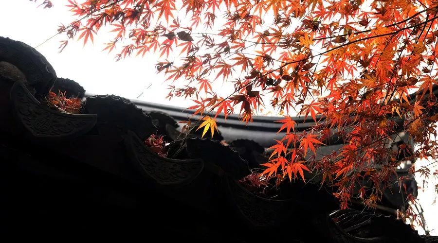 桂花香，残荷，银杏，宁波的秋天