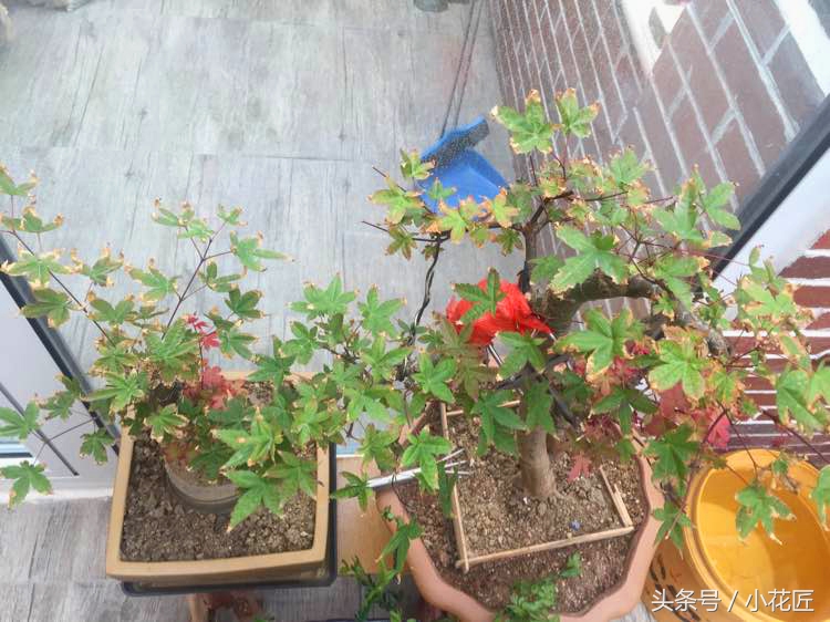 红枫部分叶片焦叶,红枫为什么叶子容易干尖