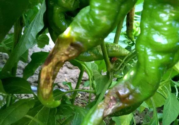 辣椒脐腐病是真菌性还是细菌性,辣椒脐腐病烂果症状图片