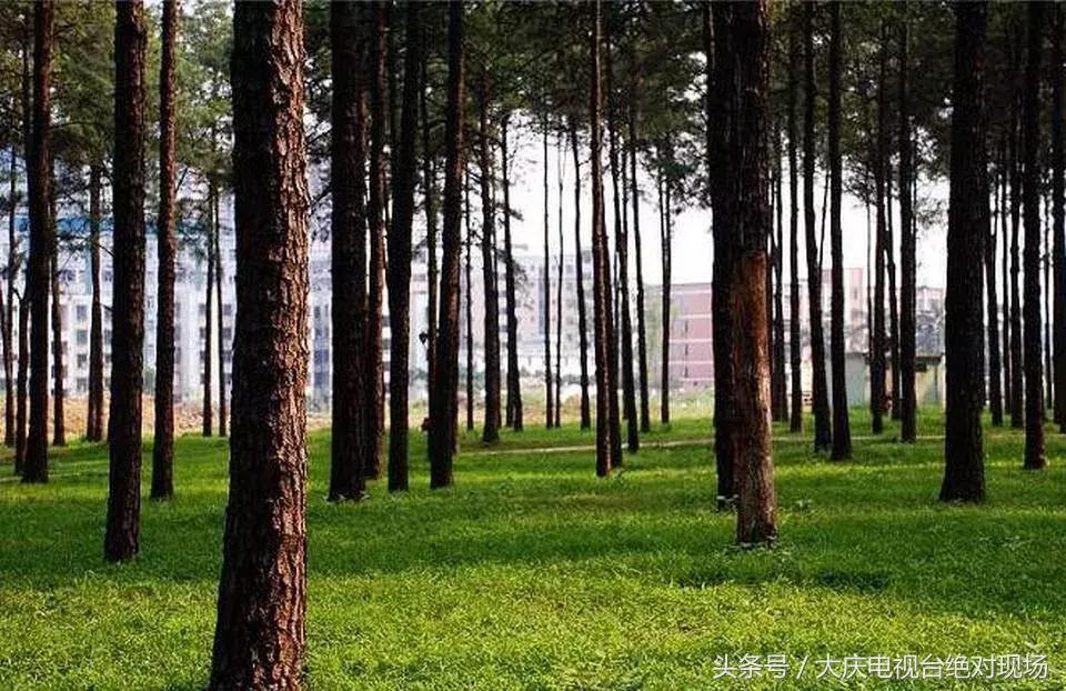 大庆这个城市未来会有发展吗,大庆哪个县发展潜力大