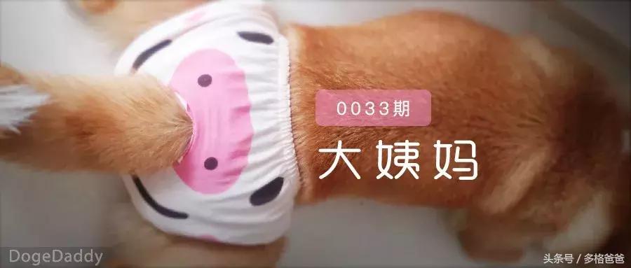 公边牧发情期可以做绝育手术吗,公犬发情期除了绝育还有什么办法