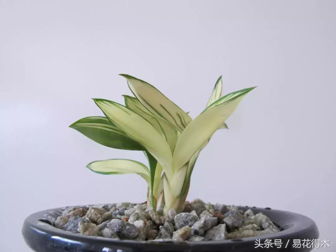 兔耳兰野生兰花什么时候开花,文山州兔耳兰展上的精品兰花