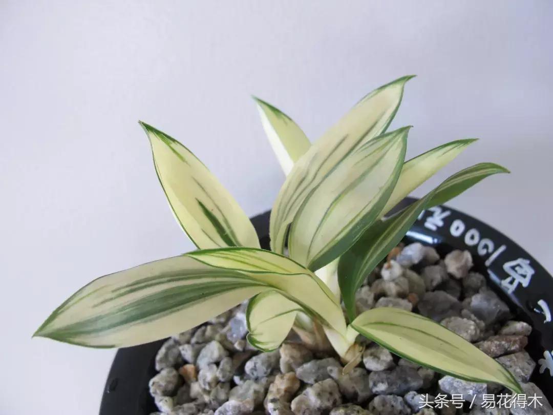 什么兰花叶子是兔耳兰,最值得推荐的寒兰兰花品种