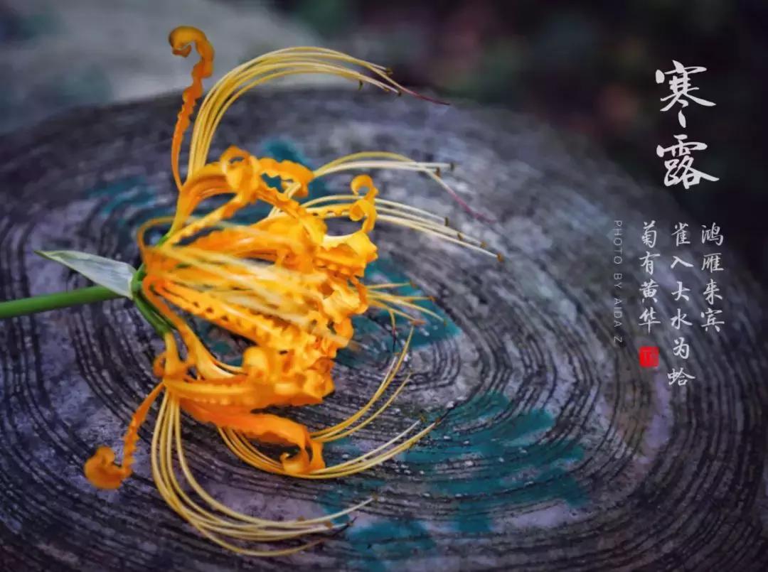 今日寒露注意保暖,今日寒露如何养生