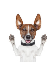 趾间炎狗狗的初期症状,狗狗趾间炎可以用曲咪新乳膏吗