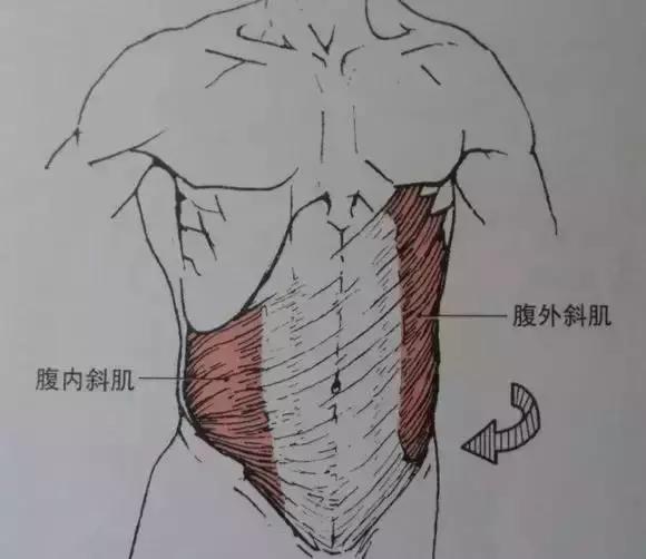 只要24小时教你轻松告别小肚腩,大肚子水桶腰一招解决
