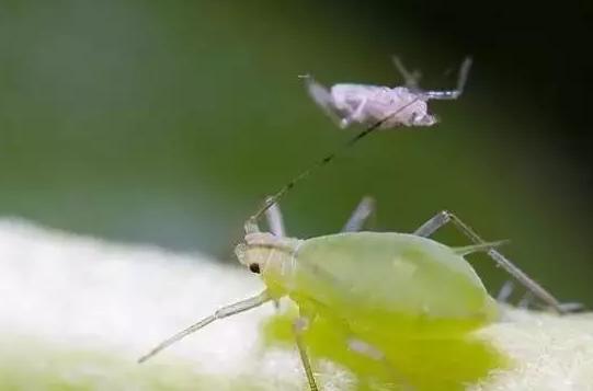 花儿除虫的妙招,花儿生虫用什么药