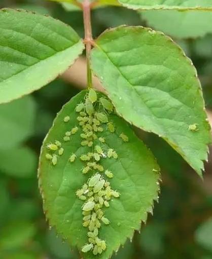 花儿除虫的妙招,花儿生虫用什么药