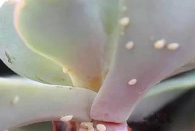 花儿生虫了用什么杀虫好,花儿生虫怎么办打什么药