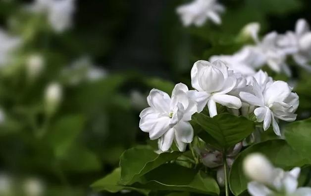 花儿生虫了用什么杀虫好,花儿生虫怎么办打什么药