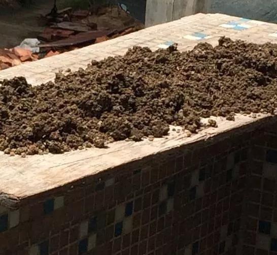 花儿除虫的妙招,花儿生虫用什么药