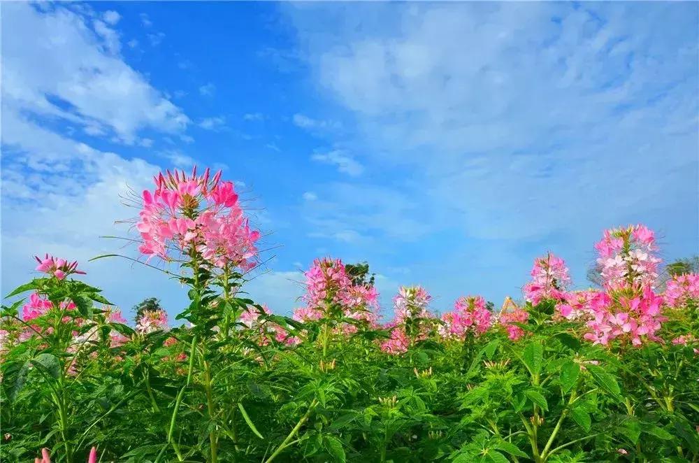 金秋十月走进花海,同心花海金秋旅游节