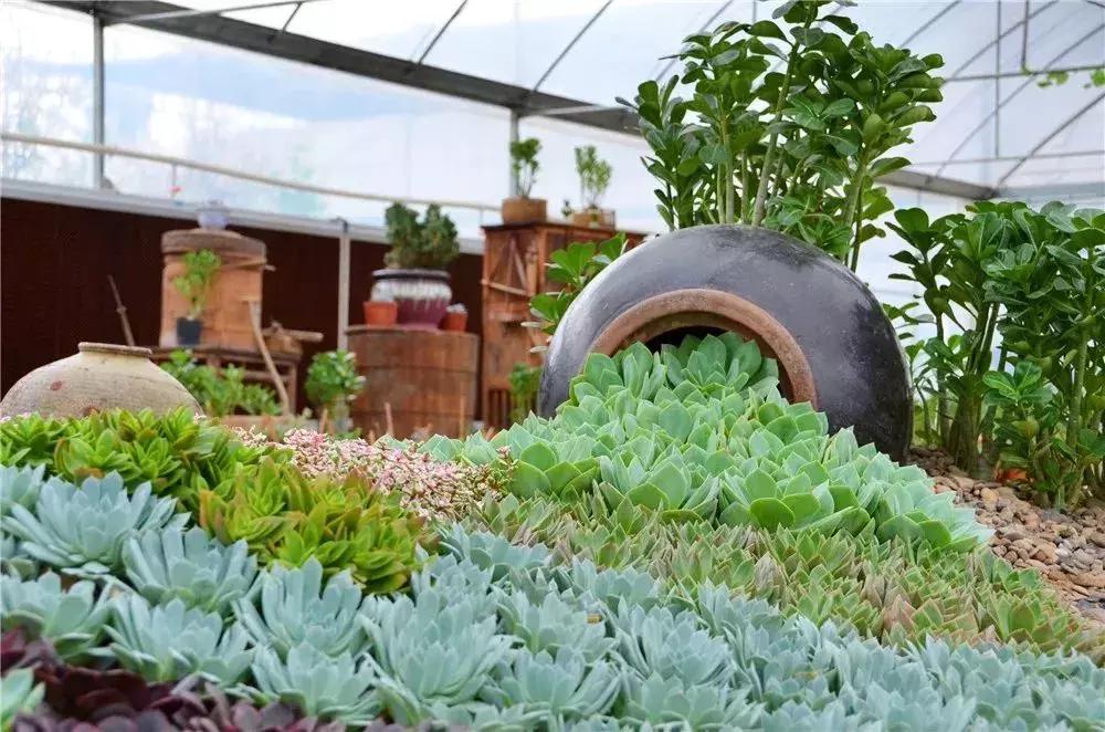 金秋十月走进花海,同心花海金秋旅游节