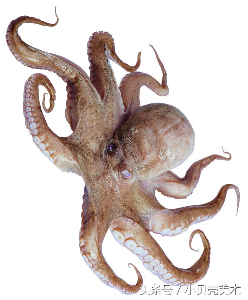 少儿创意美术《章鱼》，海底世界好神奇！