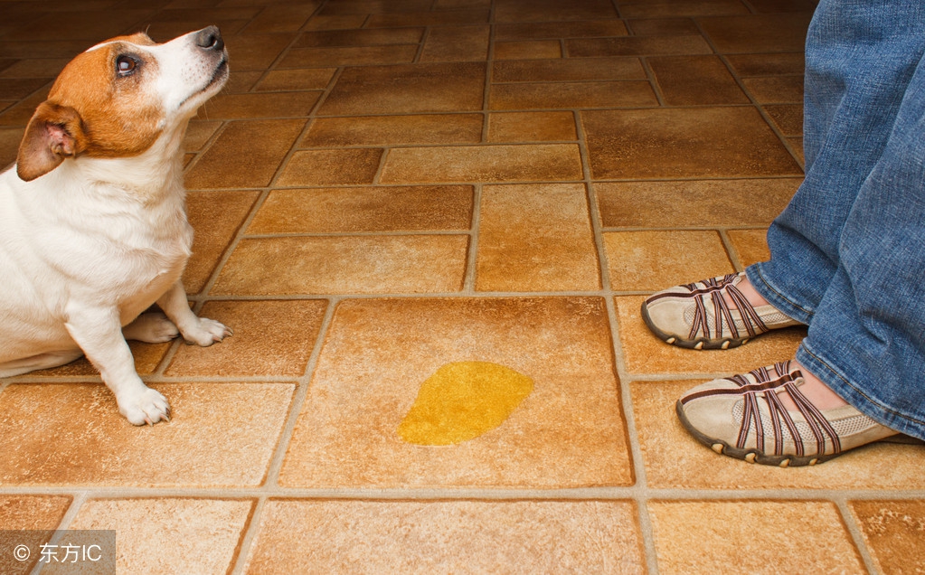 狗狗上床拉屎怎么办,如何让狗狗快速小便