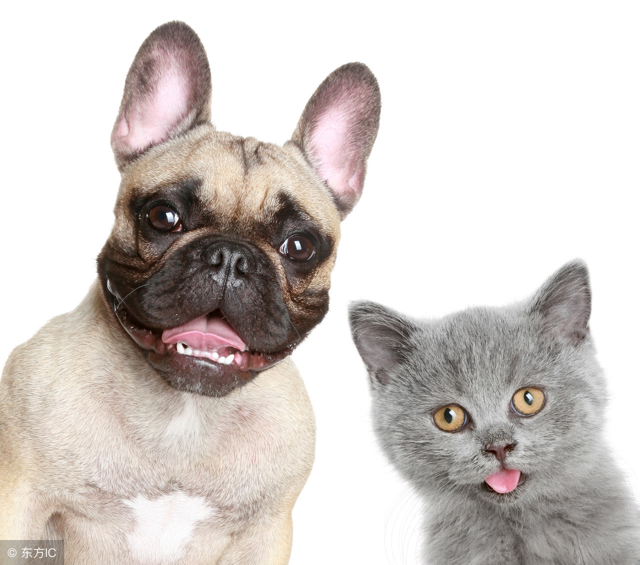 怎么教狗狗定点小便,狗狗小便带血怎么治