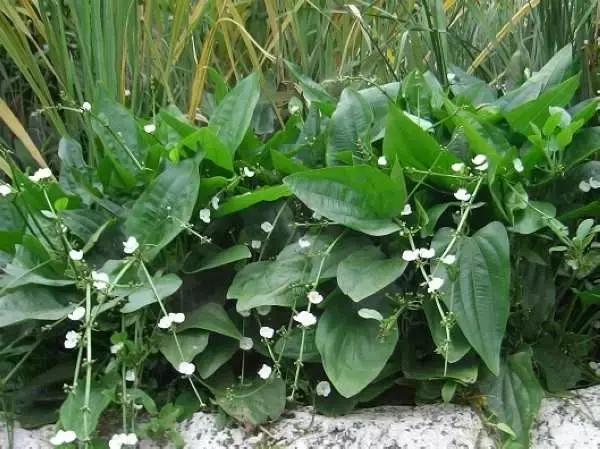 草田杂草实图及名称,地里的野菜不认识拍照片怎么查