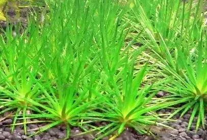 草田杂草实图及名称,地里的野菜不认识拍照片怎么查